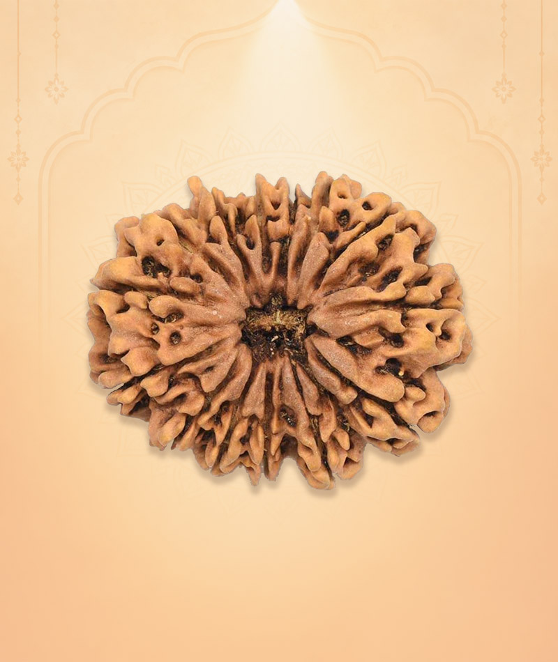 Rudraksha Beads 1 to 14 face