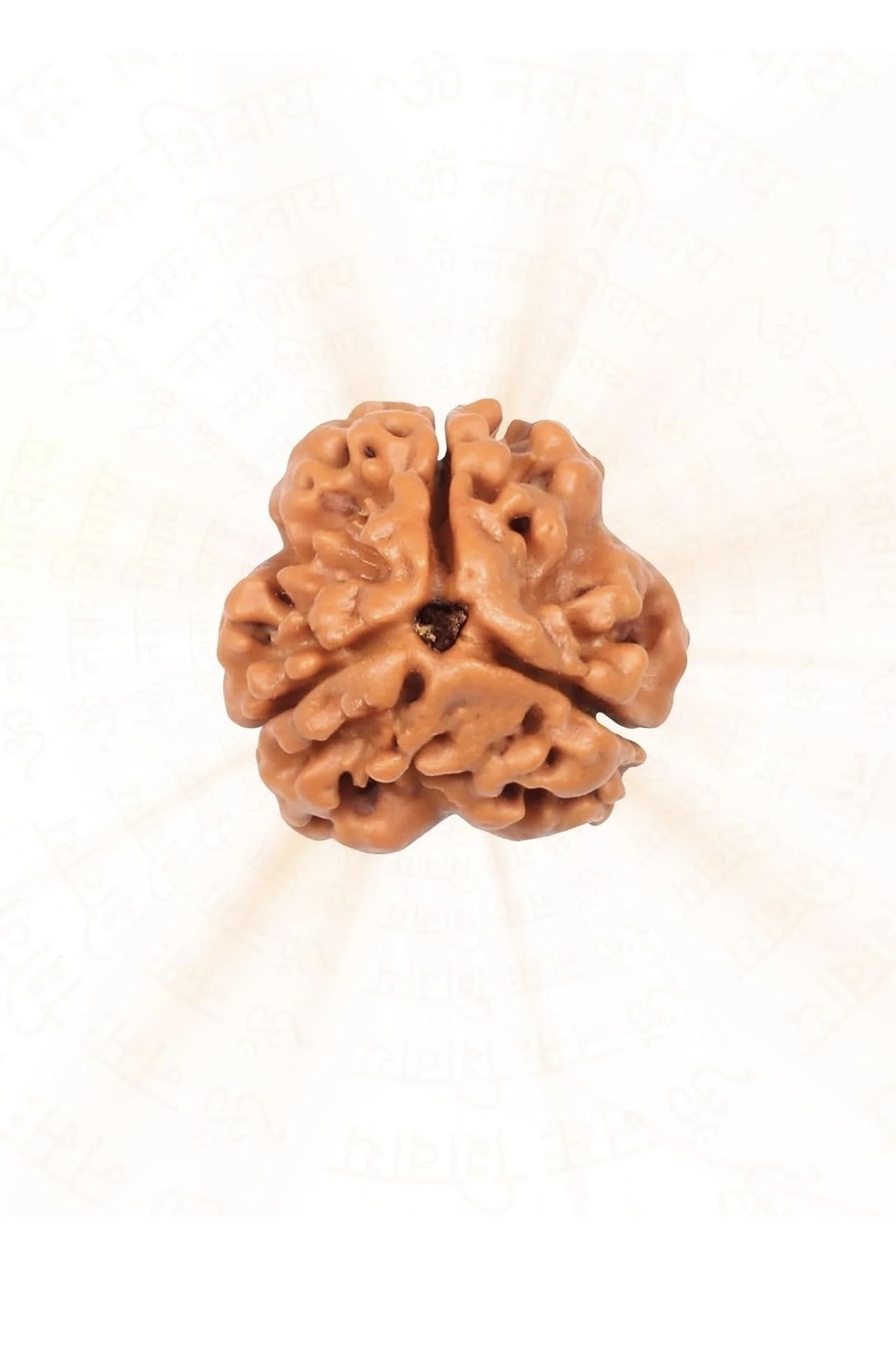 3 mukhi rudraksha